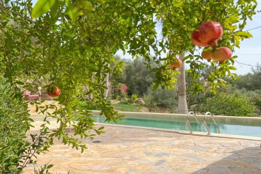 The pomegranate tree at the pool area