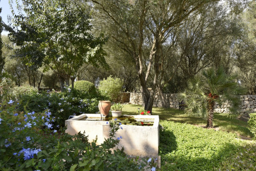 Mediterranean garden