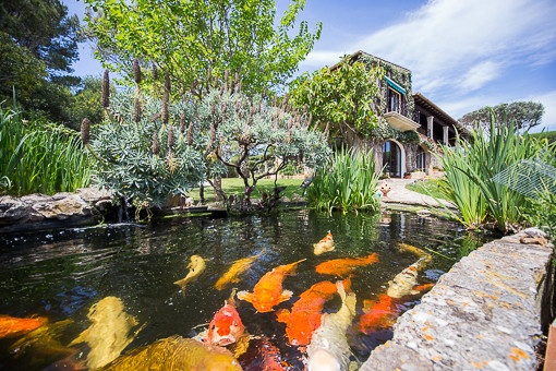 Pont with koi fishes