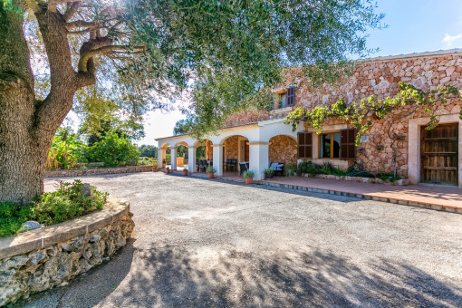 Forecourt with olive tree