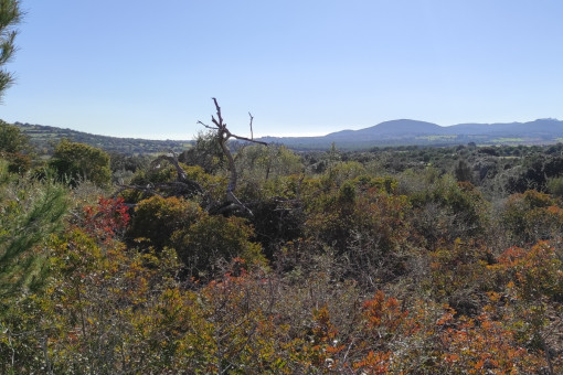 Beautiful nature surrounds the plot