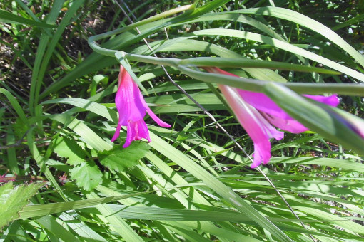 On the plot are various plants