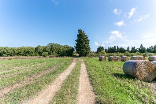 Driveway of the property