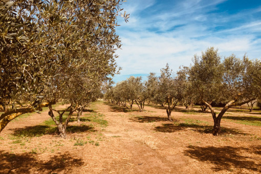 Many olive trees