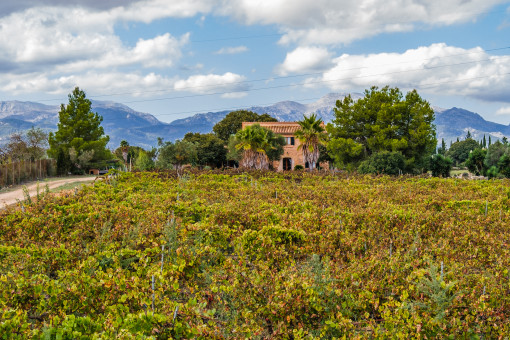 View to the finca and the Tramuntana mountains