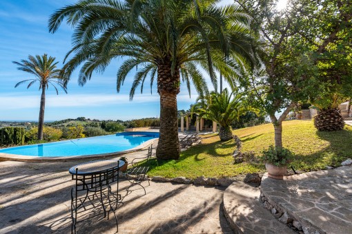 Pool with palm trees and a view