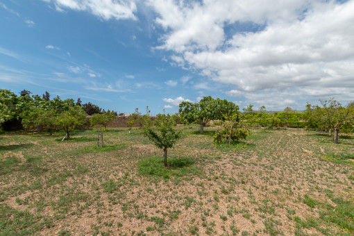 Large plot with fruit trees
