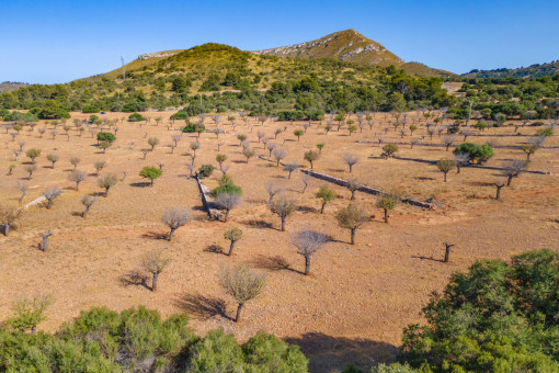 View of the large plot