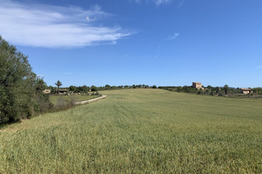 plot in Vilafranca de Bonany for sale