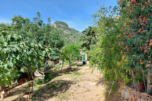 View of the garden