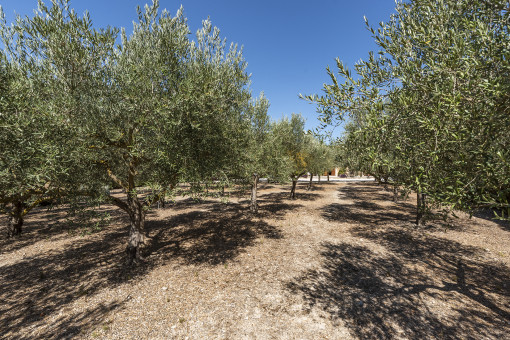 Olive trees