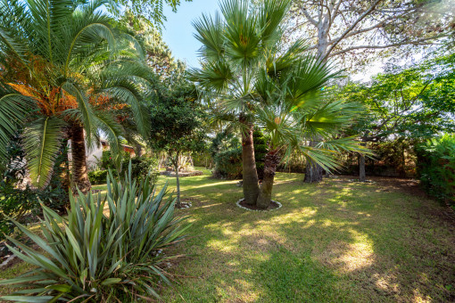Wonderful garden with palm trees