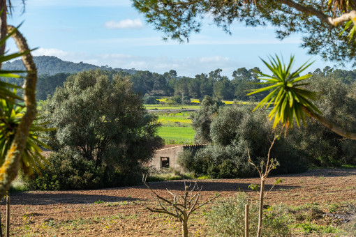 View over the green nature