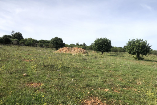 plot in Son Carrio for sale