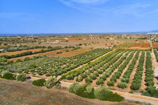 Spacious olive grove