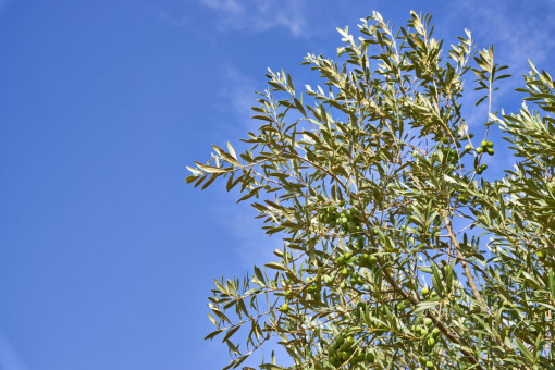Tree with a lot of growing olives