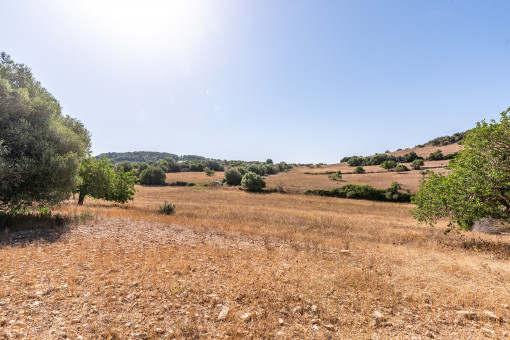 Amazing plot with building license