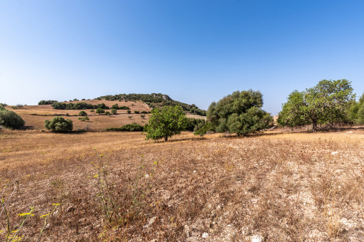 Amazing plot with building license