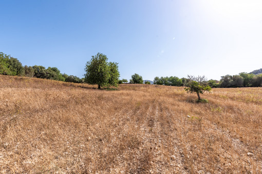 Amazing plot with building license