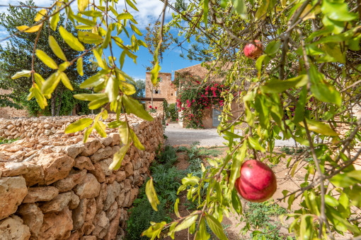 Pomegranate tree