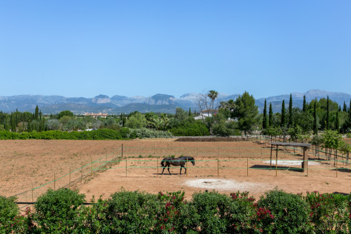 Paddock with mountain views