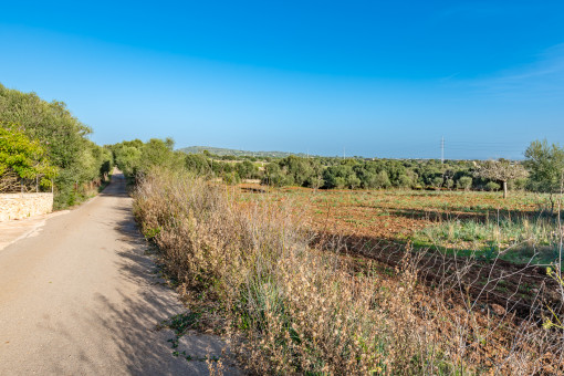 Asphalted road to the plot