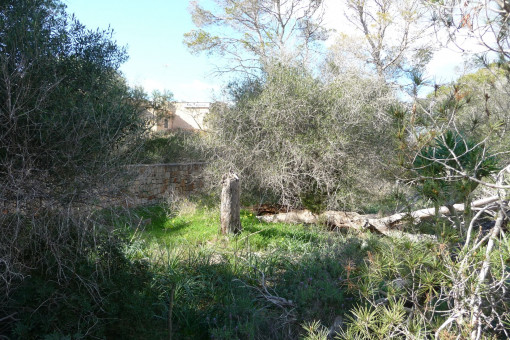 plot in Cala Figuera