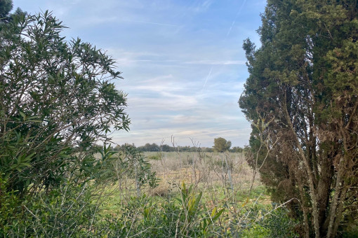 Plot with vineyards