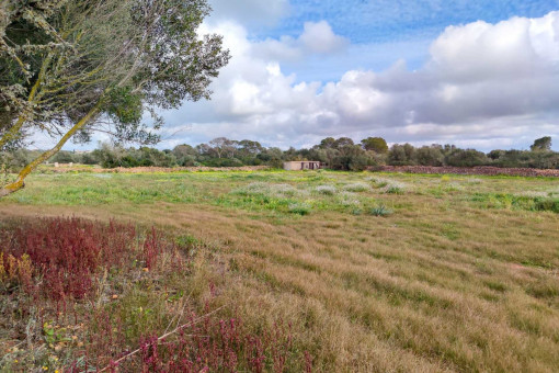 plot in Ses Salines