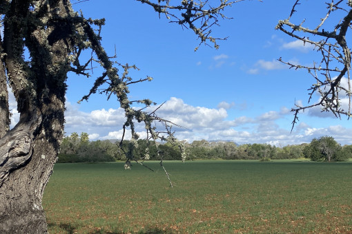 Plot with views of Randa